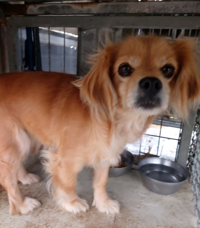 보령시유기동물보호소_444451202300340